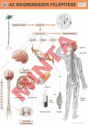 Comenius Az idegrendszer felépítése (CM-1312)