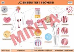 Comenius Az emberi test szövetei (CM-1305)
