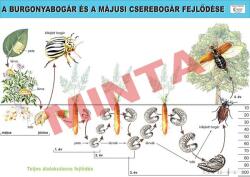 Comenius A burgonyabogár és a májusi cserebogár fejlődése (CM-1248)