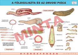 Comenius A Földigiliszta és az Orvosi pióca (CM-1219)