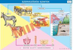 Comenius Szerveződési szintek (CM-1379)