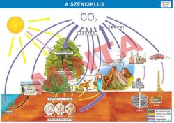 Comenius A szénciklus (CM-1372)