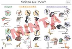 Comenius Csőr és lábtípusok (CM-1359)