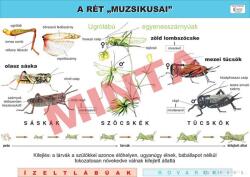 Comenius A rét "muzsikusai (CM-1267)