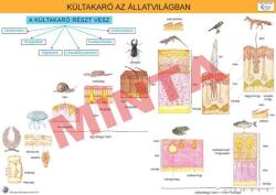 Comenius Kültakaró az állatvilágban (CM-1353)