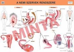 Comenius A nemi szervek rendszere (CM-1319)