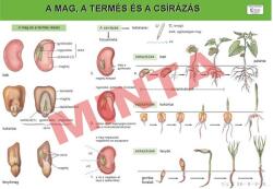 Comenius A mag , a termés és a csírázás (CM-1340)