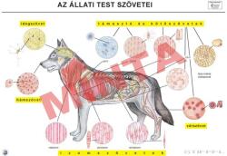 Comenius Az állati test szövetei (CM-1351)