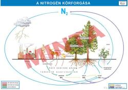 Comenius A nitrogén körforgása (CM-1373)