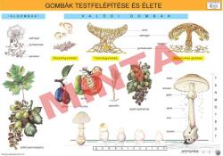 Comenius Gombák testfelépítése és élete (CM-1352)