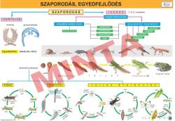 Comenius Szaporodás, egyedfejlődés (CM-1361)