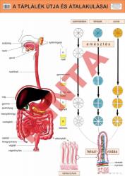 Comenius A táplálék útja és átalakulásai (CM-1308)