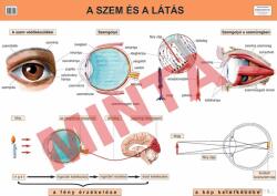 Comenius A szem és a látás (CM-1313)