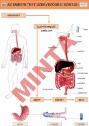 Comenius Az emberi test szerveződési szintje (CM-1303)