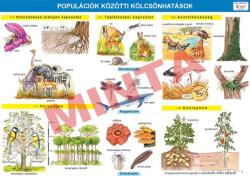 Comenius Populációk közötti kölcsönhatások (CM-1377)