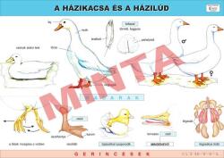 Comenius A házikacsa és a házilúd (CM-1246)