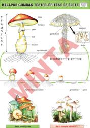 Comenius A kalapos gombák teste és élete (CM-1253)