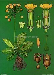 Stiefel Kankalin oktatótabló (HG-070321)