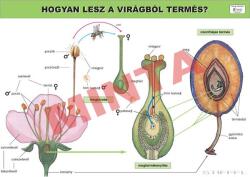 Comenius Hogyan lesz a virágból termés? (CM-1230)