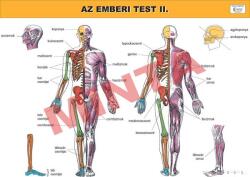 Az emberi test II (CM-1227)