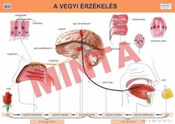 Comenius A vegyi érzékelés (CM-1315)