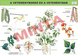 Comenius A veteményborsó és a veteménybab (CM-1239)