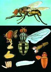 Stiefel Házilégy oktatótabló (HG-060333)