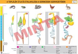 Comenius A táplálék útja és alakulása a gerincesek szervezetében (CM-1356)