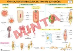 Comenius Vírusok, sejtmag nélküliek, sejtmagvas egysejtűek (CM-1350)