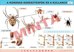Comenius A koronás keresztespók és a kullancs (CM-1256)