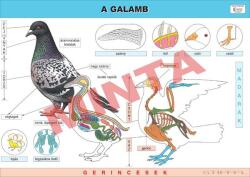 Comenius A galamb (CM-1244)