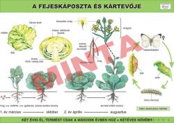 Comenius A fejeskáposzta és kártevője (CM-1234)