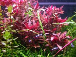 INVITAL Alternanthera reineckii Purple (IN-VITRO pohár Ø 7 cm)