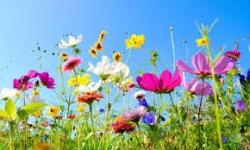  Tavaszi szellő illatolaj (NKC176997)