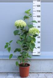 Ragyogás IM Kft Hortenzia Strong Annabelle-hydrangea Arborescens Strong Annabelle