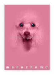 Pigna Monocromo Pink A4 38 lap, tűzött, vonalas füzet (P1111-1292) (P1111-1292)