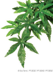 Hagen/Exo-Terra Exo-Terra Silk Plant Aboliton Large - Terráriumi selyem műnövény dekoráció (Abolition) cca. 60cm