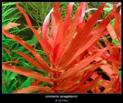 INVITAL Ammania senegalensis Gold (IN-VITRO pohár Ø 7 cm)