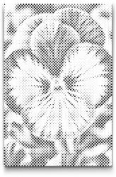  PontPöttyöző - Árvácska Méret: 40x60cm, Keretezés: Keret nélkül (csak a vászon), Szín: Fekete