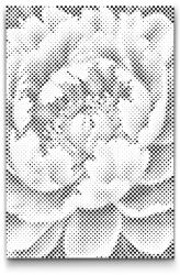  PontPöttyöző - Bazsarózsa Méret: 20x30cm, Keretezés: Kartonlemezen, Szín: Piros