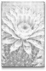  PontPöttyöző - Kaktuszvirág Méret: 40x60cm, Keretezés: Műanyagtáblával, Szín: Fekete
