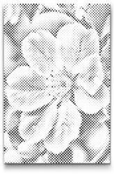  PontPöttyöző - Almavirág Méret: 20x30cm, Keretezés: Keret nélkül (csak a vászon), Szín: Fekete