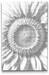  PontPöttyöző - Napraforgó Méret: 20x30cm, Keretezés: Kartonlemezen, Szín: Fekete