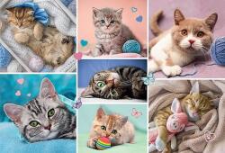 Trefl - Puzzle In the catss world 100 - 100 piese