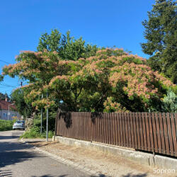 Perzsa selyemakác - Albizia julibrissin - Konténeres - csodakertesz - 6 790 Ft