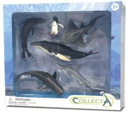 CollectA Set 6 figurine Viata Marina - Collecta (COL84050WB) - kidostore