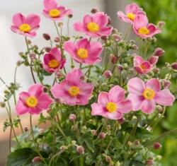 Anemone hupehensis 'Fantasy Jasmine' kínai, õszi szellõrózsa14 cm cserépben