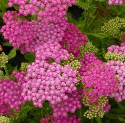  Achillea millefolium 'Tutti Frutti Pink Grapefruit' évelõ cickafark 14 cm cserépben