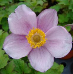 Anemone tomentosa 'Robustissima' szõlõlevelű szellõrózsa, nepáli szellõrózsa 9 cm cserépben