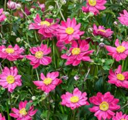  Anemone hupehensis 'Fantasy Aurora' kínai, õszi szellõrózsa 14 cm cserépben